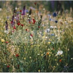 Graines Nectar Thomas® 10 Kg