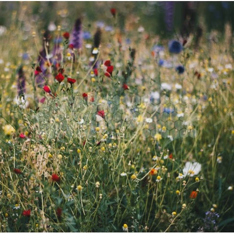 Graines Nectar Thomas® 10 Kg 3 Graines Nectar Thomas® 10 Kg