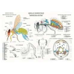 Poster Anatomie De L'abeille