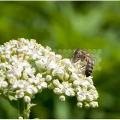 Semences Sarrasin 5 Kg