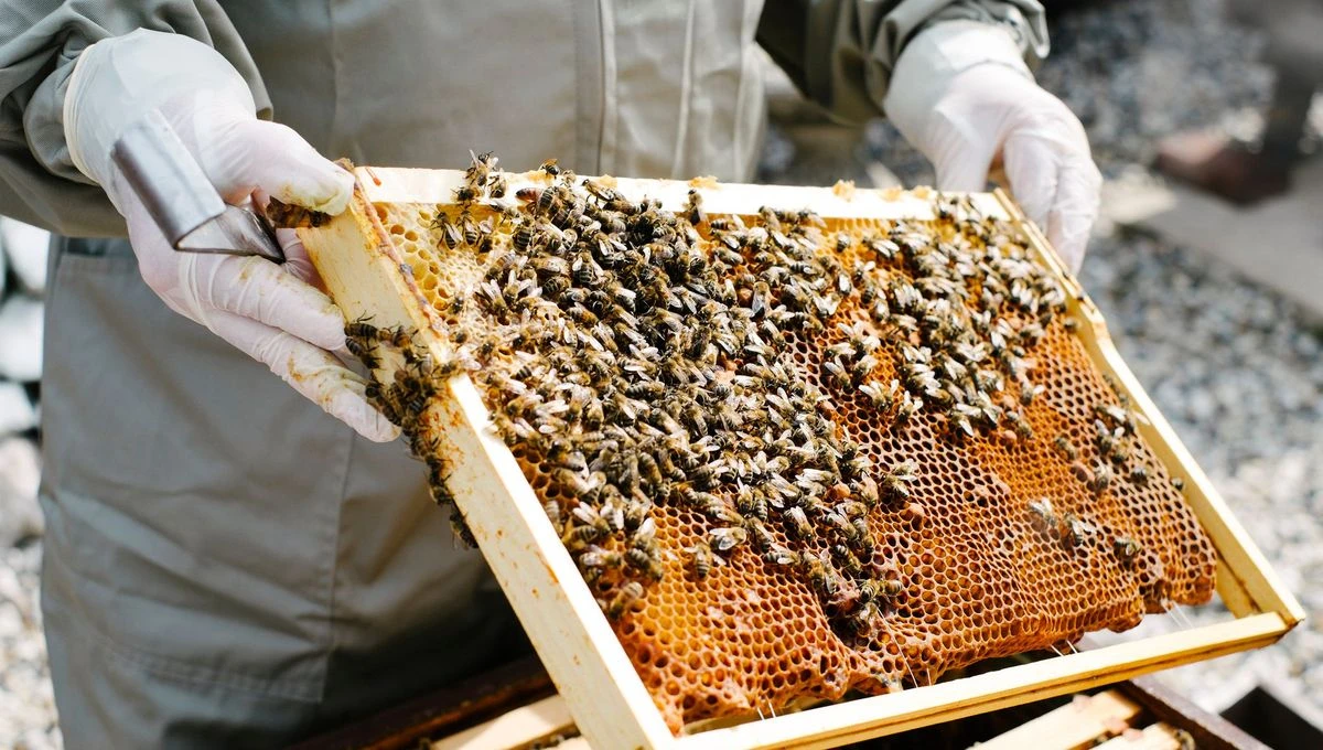 Outil Sapicoles Magasin -Outil Sapicoles Magasin 1200x680 sc 31 03 25 ruches gary yeowell gettyimages 1034249376