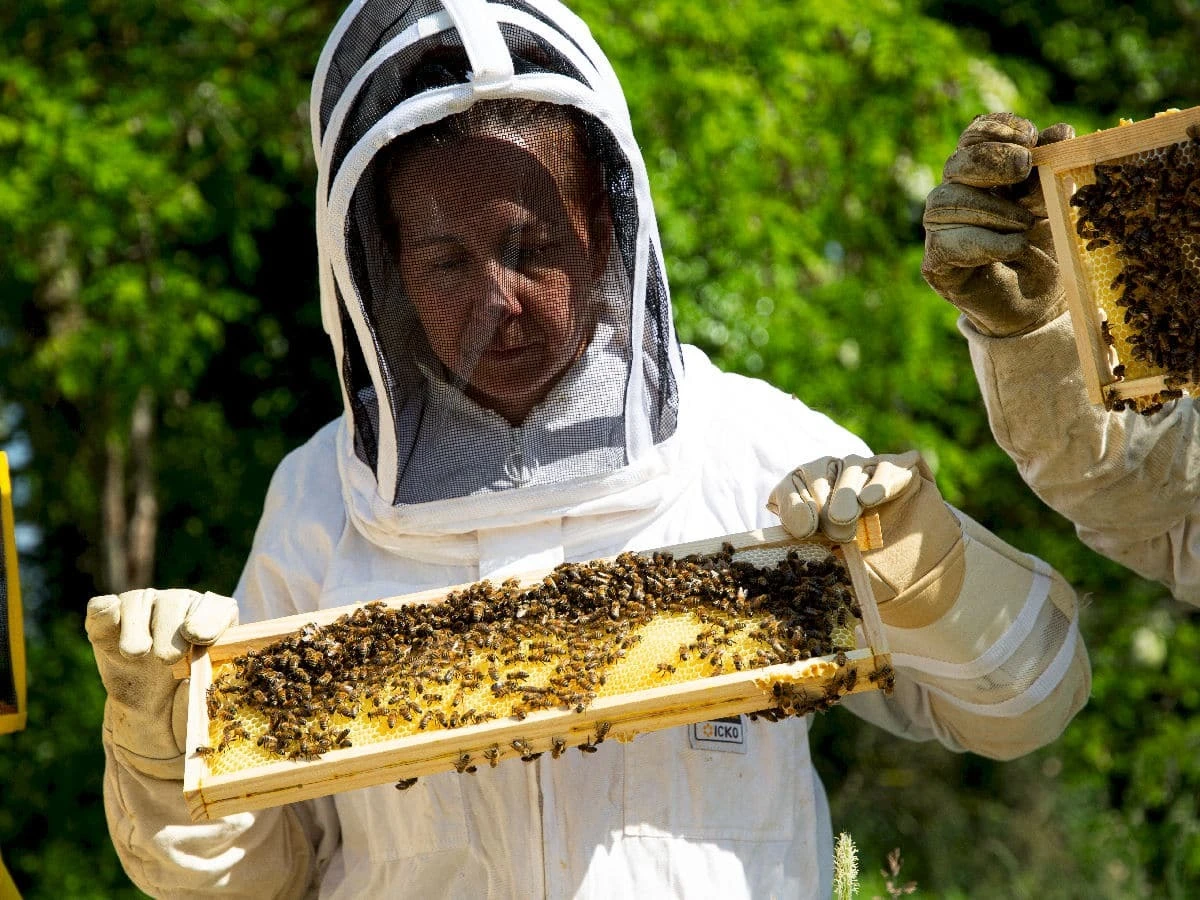 Outil Sapicoles Magasin -Outil Sapicoles Magasin Atelier decouverte des ruches et 1