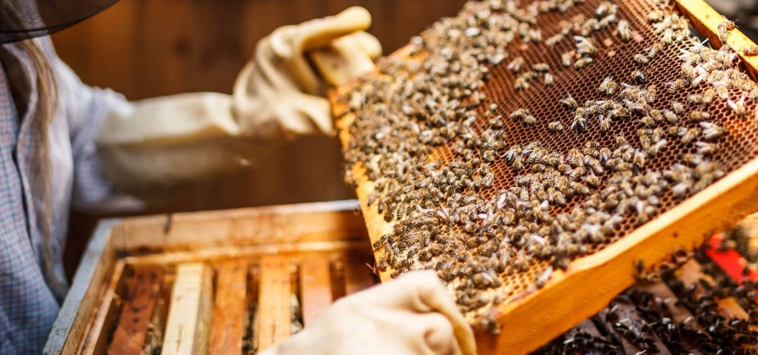 Outil Sapicoles Magasin -Outil Sapicoles Magasin abeill et apiculteur