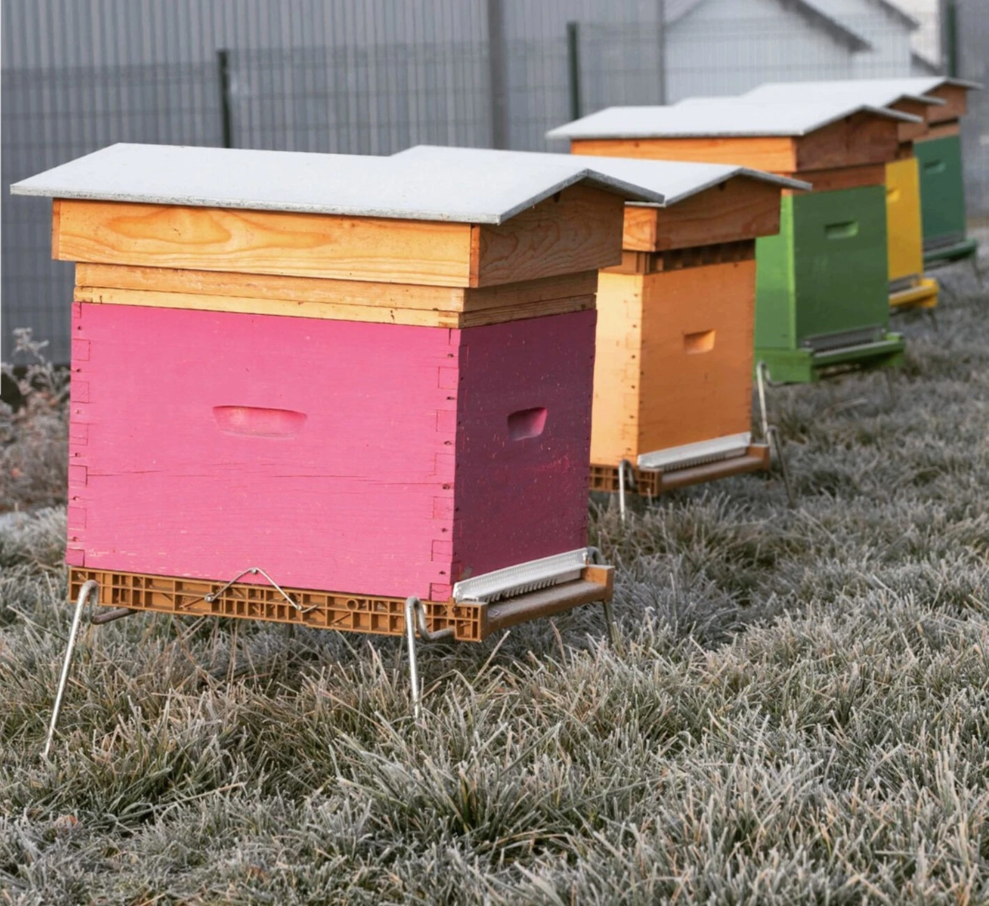 Outil Sapicoles Magasin 11 Outil Sapicoles Magasin -Outil Sapicoles Magasin ruches peintes naturapi e1650553